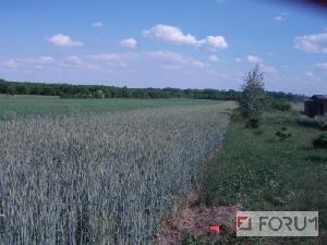 Działki, Steklinek, Na sprzedaż