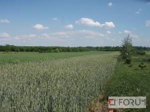 Działki, Steklinek, Na sprzedaż
